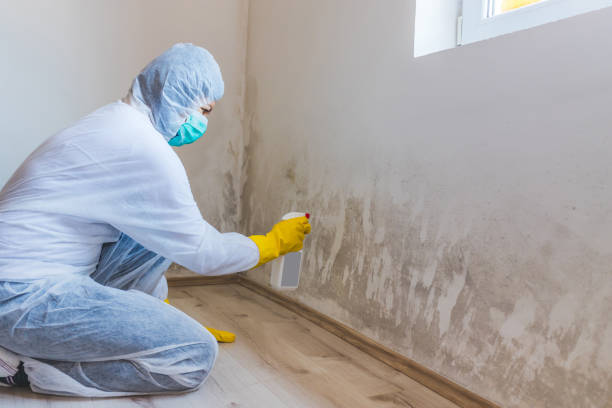 Licensed Basement Mold Remediation service in Fairfax, VA - Mold Remediation HQ