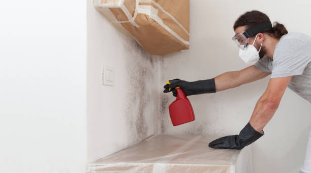 Professional Basement Mold Remediation technician working in Fairfax, VA
