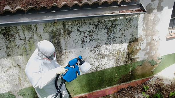 Top rated local Basement Mold Remediation specialists in Fairfax, VA